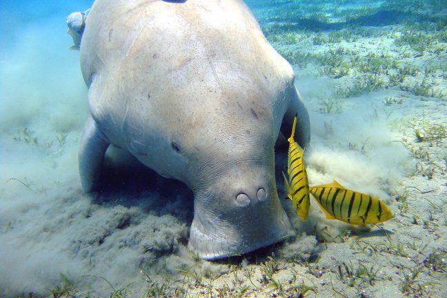 Près de 10% de la vie marine menacée d’extinction