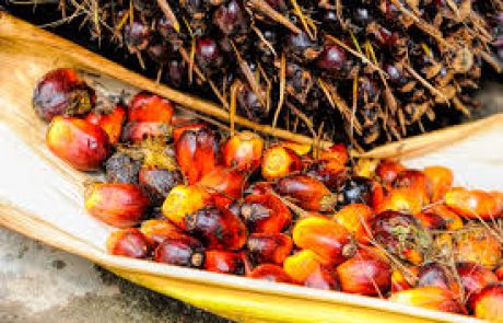 L’Indonésie dépose plainte auprès de l’OMC contre l’UE les limitations du bloc au regard de l’huile de palme