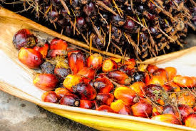 L’Indonésie dépose plainte auprès de l’OMC contre l’UE les limitations du bloc au regard de l’huile de palme