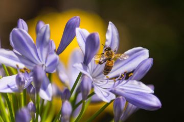 Allemagne : un texte de loi est en cours d’élaboration pour protéger les insectes