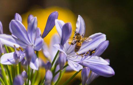 Allemagne : un texte de loi est en cours d’élaboration pour protéger les insectes