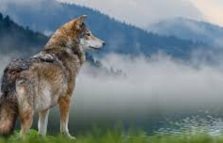 Les loups vont perdre leur statut d’espèce « strictement protégés » en Europe