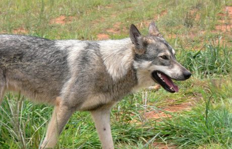 Le loup de retour en Charente après un siècle d’absence