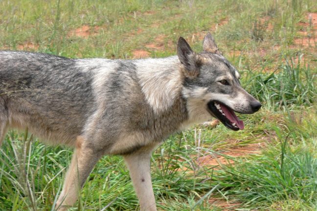 Le loup de retour en Charente après un siècle d’absence