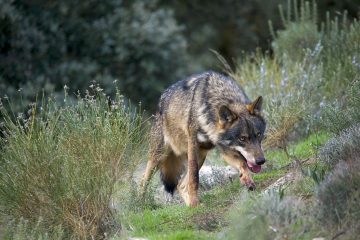 L’Espagne protège les loups ibériques, au grand dam des agriculteurs