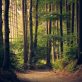 « Il faut se méfier des donneurs de leçons qui font croire que tout coule de source en forêt », Philippe Riou-Nivert
