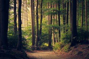 « Il faut se méfier des donneurs de leçons qui font croire que tout coule de source en forêt », Philippe Riou-Nivert