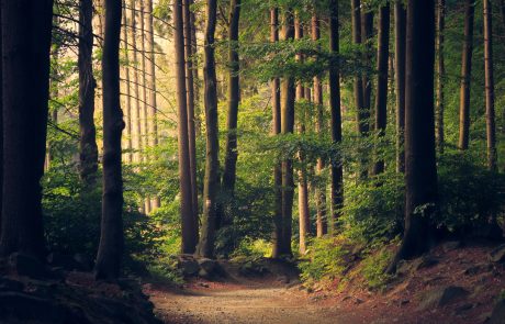 « Il faut se méfier des donneurs de leçons qui font croire que tout coule de source en forêt », Philippe Riou-Nivert