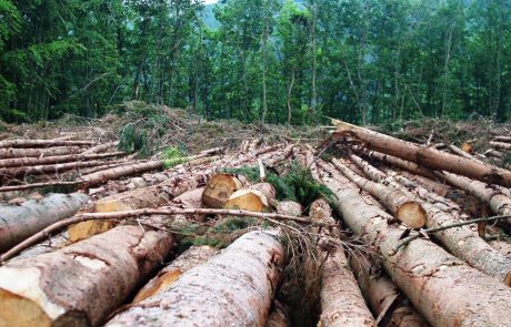 De nombreuses entreprises n’ont pas encore défini de politique de lutte contre la déforestation