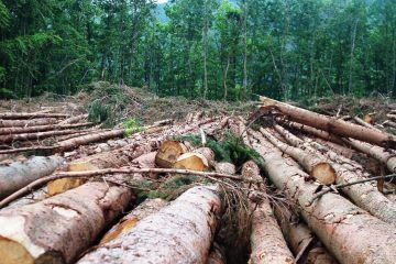 De nombreuses entreprises n’ont pas encore défini de politique de lutte contre la déforestation