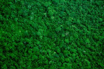 Au Brésil, les agents chargés de la lutte contre la déforestation protestent contre leurs conditions de travail