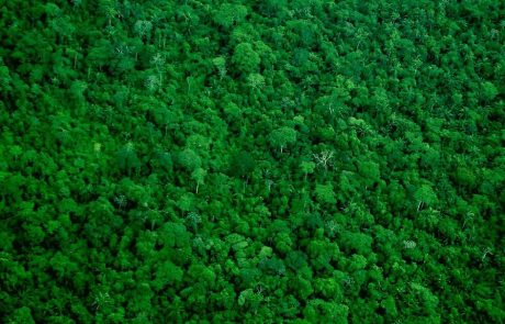 Au Brésil, les agents chargés de la lutte contre la déforestation protestent contre leurs conditions de travail