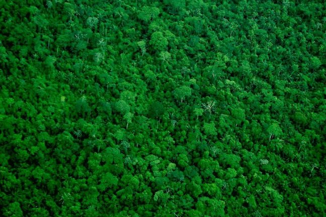 Au Brésil, les agents chargés de la lutte contre la déforestation protestent contre leurs conditions de travail