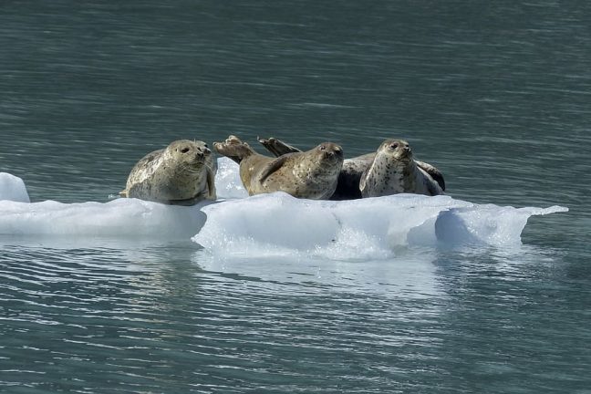 Les phoques du Pacifique sont menacés par la fonte des glaces de l’Arctique