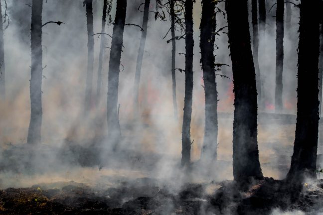 Méga-feux : les forêts françaises en péril ?