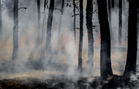 Méga-feux : les forêts françaises en péril ?