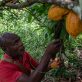 Bras de fer sur le marché du cacao