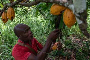 Bras de fer sur le marché du cacao