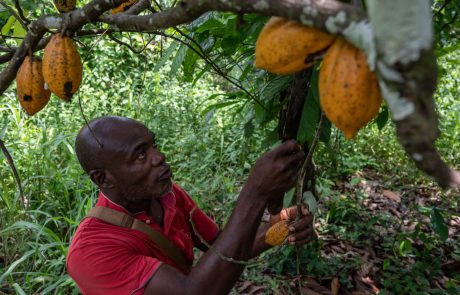 Bras de fer sur le marché du cacao