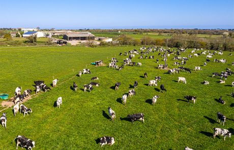 En Nouvelle-Zélande, des scientifiques tentent de réduire les émissions de méthane des vaches