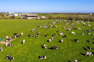 En Nouvelle-Zélande, des scientifiques tentent de réduire les émissions de méthane des vaches