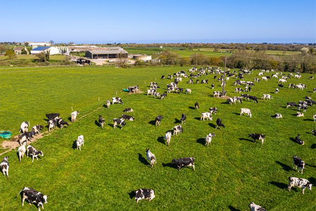 En Nouvelle-Zélande, des scientifiques tentent de réduire les émissions de méthane des vaches
