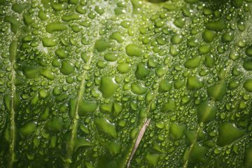 La Bretagne bientôt à la pointe de la culture de micro-algues