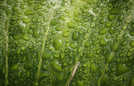 La Bretagne bientôt à la pointe de la culture de micro-algues