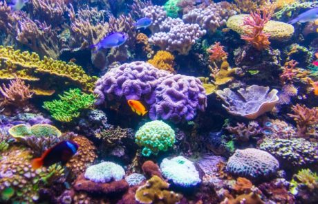 Le microbiome des récifs coralliens du Pacifique : Les gardiens invisibles de l’équilibre écologique