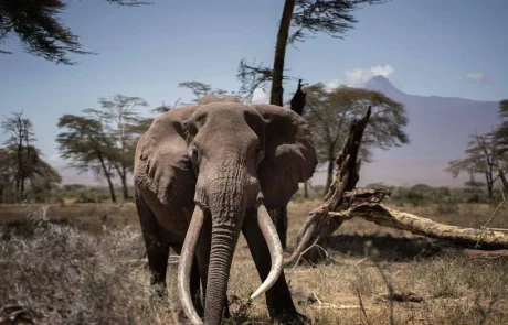 La sécheresse a causé la mort 205 éléphants du Kenya en 10 mois