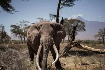 La sécheresse a causé la mort 205 éléphants du Kenya en 10 mois