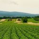 Agriculture biologique : impacts sur la biodiversité et le climat