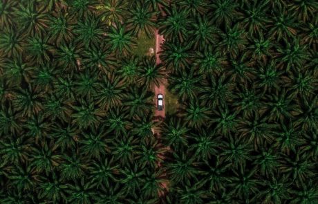 La Malaisie envisage d’interdire les exportations d’huile de palme vers l’Union européenne