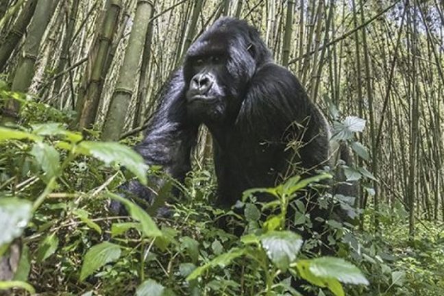 Le Rwanda double le prix du permis pour observer ses gorilles
