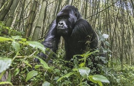 Le Rwanda double le prix du permis pour observer ses gorilles