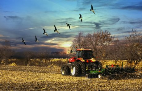 Les populations d’oiseaux déclinent dangereusement dans les campagnes françaises