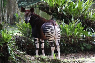 Des ONG congolaises dénoncent l’exploitation minière dans le principal refuge des okapis