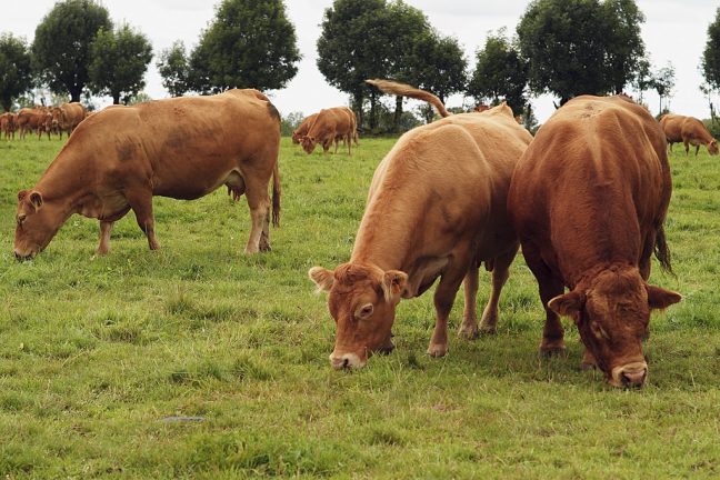 L’ONU appelle a réduire les émissions de gaz à effet de serre dans les élevages
