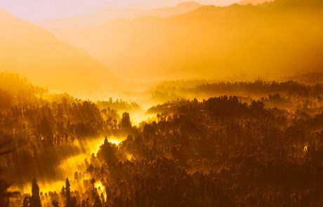 Indonésie : découverte d’une nouvelle espèce d’orang-outan