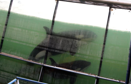 Orques du Marineland d’Antibes : Une possible délocalisation vers le Japon suscite l’inquiétude