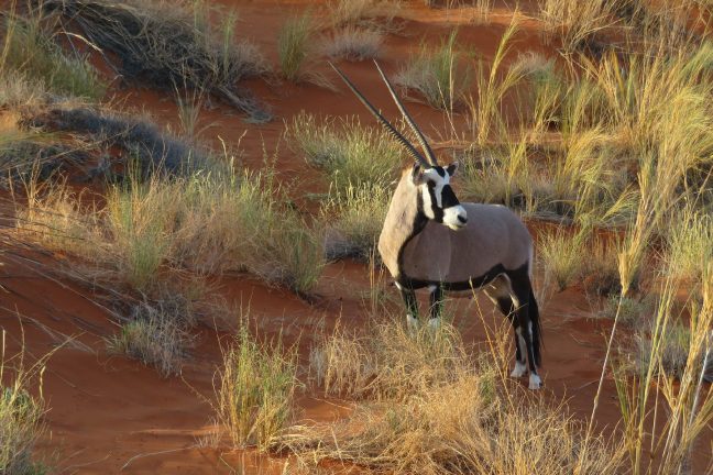 L’oryx blanc, le nouvel or noir du sultanat d’Oman?