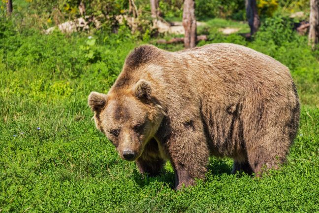 Malgré les bergers armés, une ourse vient d’être réintroduite avec succès dans les Pyrénées
