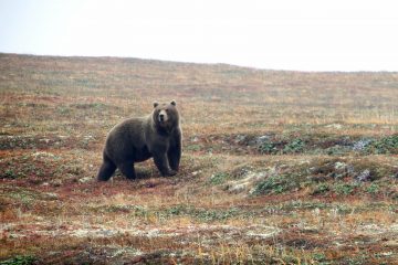 Nicolas Hulot annonce l’introduction de deux ours femelles dans les Pyrénées