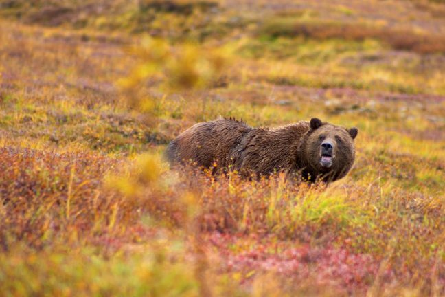 Le grizzly retiré de la liste des espèces protégées : une fausse bonne idée ?