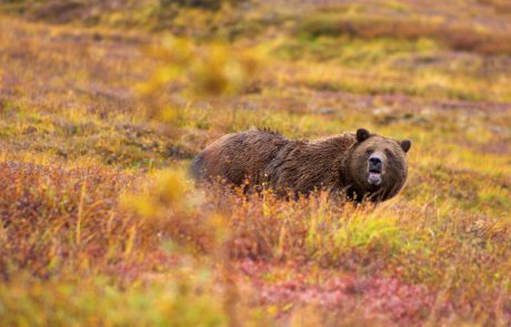 Le grizzly retiré de la liste des espèces protégées : une fausse bonne idée ?