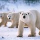 La population d’ours polaires du Groenland s’adapte au changement climatique