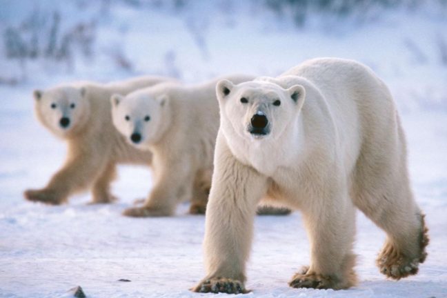 La population d’ours polaires du Groenland s’adapte au changement climatique