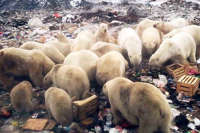 Les ours polaires a l’assaut des déchets pour faire face au changement climatique