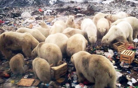 Les ours polaires a l’assaut des déchets pour faire face au changement climatique