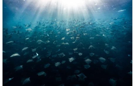 Les pays se réunissent pour débattre du traité de protection des océans de l’ONU
